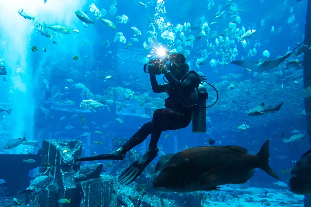 Lost Chambers Aquarium