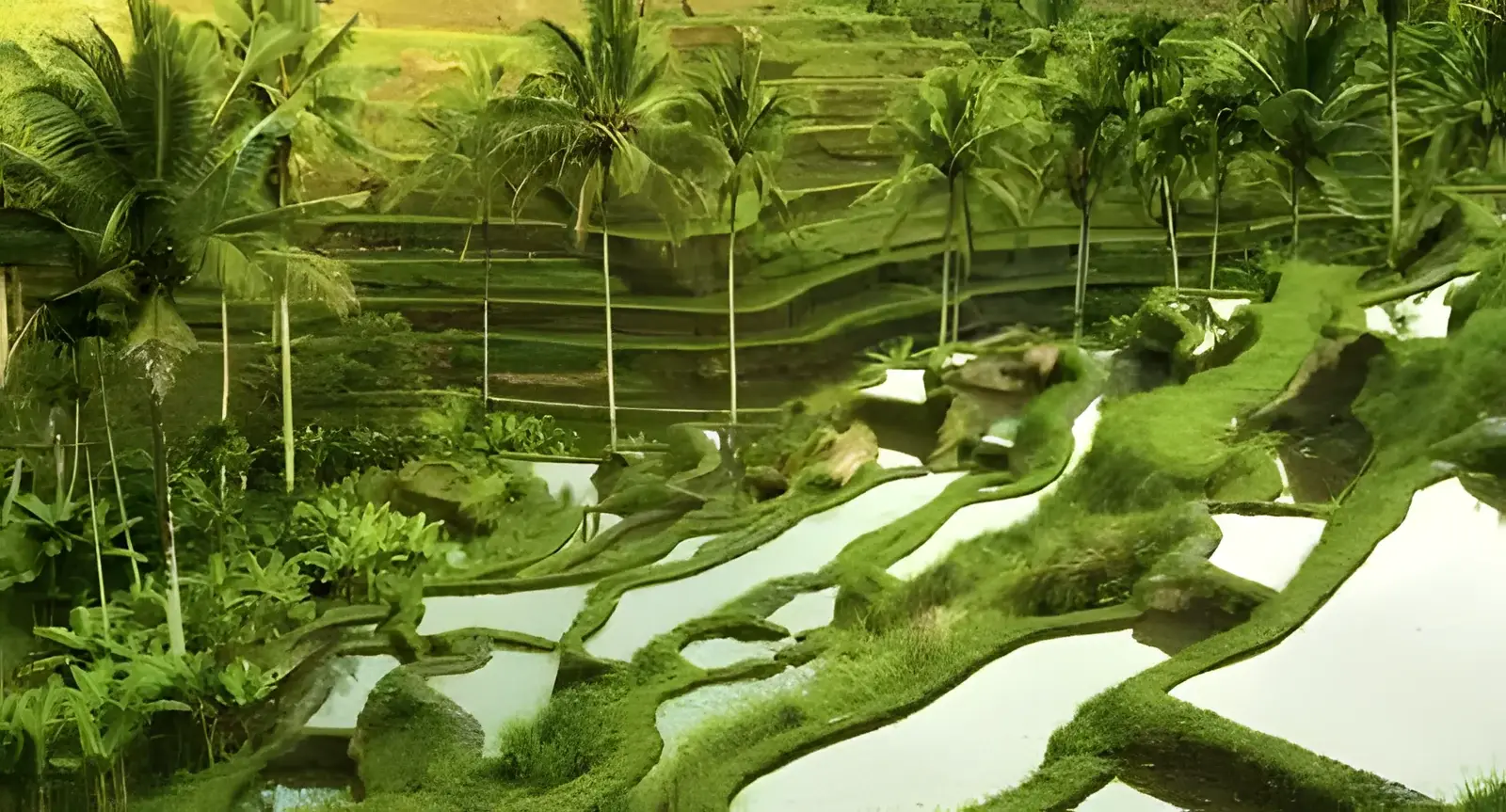 Bali Adventure - Photo 4